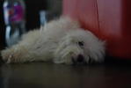 Lily - Maltese Dog