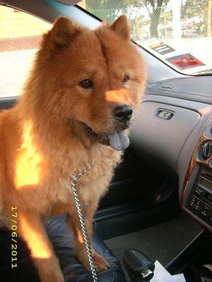 Miss C - Chow Chow Dog