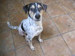 Fenny  - Dalmatian Mix Dog