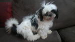 Paddy - Shih Tzu Dog