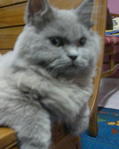 Garry - Persian Cat