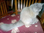 Garry - Persian Cat