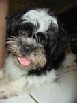 Casper - Shih Tzu Dog