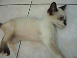 Manja - Domestic Short Hair + Birman Cat