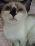 Manja - Domestic Short Hair + Birman Cat