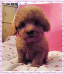 PF22009 - Poodle Dog