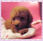 PF22009 - Poodle Dog