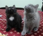 Babushka Kittens Ii - Domestic Long Hair Cat