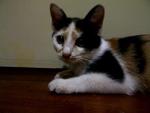 Tabatha - Domestic Short Hair + Calico Cat