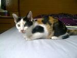 Tabatha - Domestic Short Hair + Calico Cat