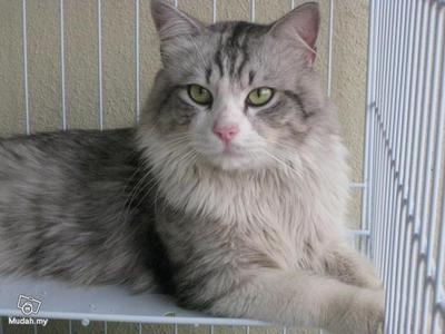 Boboy - Maine Coon + Persian Cat