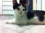 Sophie Needs A Loving Home  - Tuxedo Cat