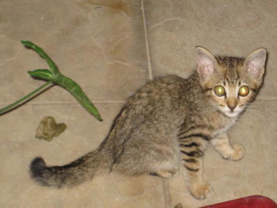 Musang - Tabby Cat