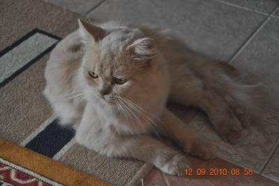 Kitaro - Persian + Maine Coon Cat