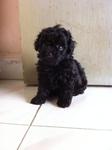 Pure Toy Poodle Blue Eyes - Poodle Dog