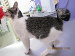 Istana - Domestic Short Hair Cat