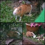 Guinea Pig - Guinea Pig Small & Furry