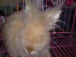 Anggora Rabbit - Angora Rabbit Rabbit