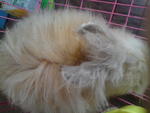 Anggora Rabbit - Angora Rabbit Rabbit