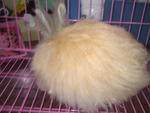 Anggora Rabbit - Angora Rabbit Rabbit