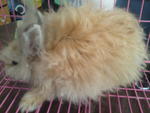 Anggora Rabbit - Angora Rabbit Rabbit