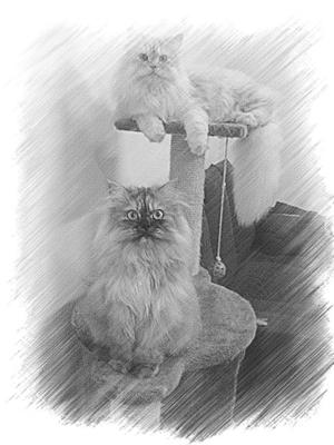 Duke Army - Persian Cat