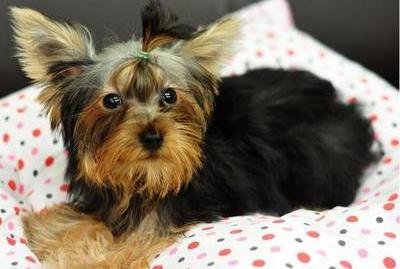 Rex Of Simon Baby - Yorkshire Terrier Yorkie Dog