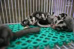 Baby Sugar Glider Offer - Sugar Glider Small & Furry