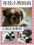 Nursing Shih Tzu Missing - Shih Tzu Dog