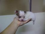 Tiny Teacup Chihuaua Puppies Taiwan - Chihuahua Dog