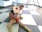 Pixy - Mixed Breed Dog