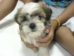 Coco - Shih Tzu Dog