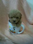 Cappuccino Tcup Poodle Rm1480 - Poodle Dog