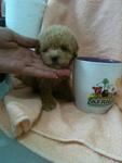 Cappuccino Tcup Poodle Rm1480 - Poodle Dog