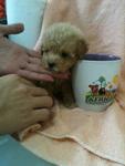 Cappuccino Tcup Poodle Rm1480 - Poodle Dog