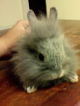 Bunny Bear - Angora Rabbit Rabbit