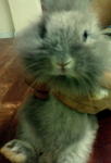 Bunny Bear - Angora Rabbit Rabbit