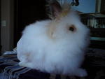 Hip, Hop, Mia, Flop - Dwarf Rabbit