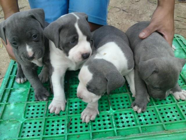 American Staffordshire Terrier Puppies Sold - 12 Years 2 Months ...