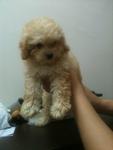 Cream/white Tiny Toy Poodle Rm900 - Poodle Dog