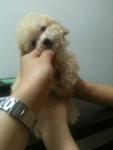 Cream/white Tiny Toy Poodle Rm900 - Poodle Dog