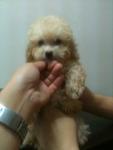 Cream/white Tiny Toy Poodle Rm900 - Poodle Dog