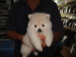 Creamy White Pom - Pomeranian Dog