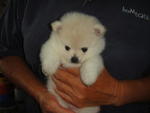 Creamy White Pom - Pomeranian Dog