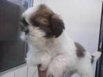 PF23139 - Shih Tzu Dog