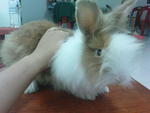 Two Teddy Bear Pure Breed For Sale - Angora Rabbit Rabbit