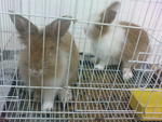 Two Teddy Bear Pure Breed For Sale - Angora Rabbit Rabbit