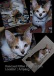 Kelly Calico - Domestic Short Hair + Calico Cat