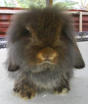 Gaterabbitry Fuzzy Lop - American Fuzzy Lop Rabbit