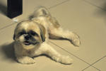 Angel - Shih Tzu Dog